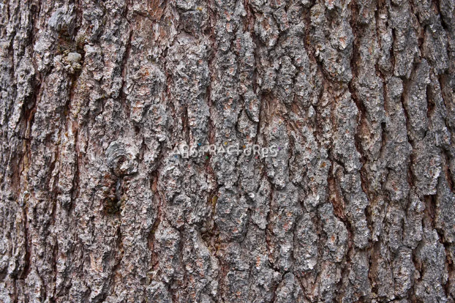 Wood Bark Abstract Texture Background — photographic texture 43 — 24