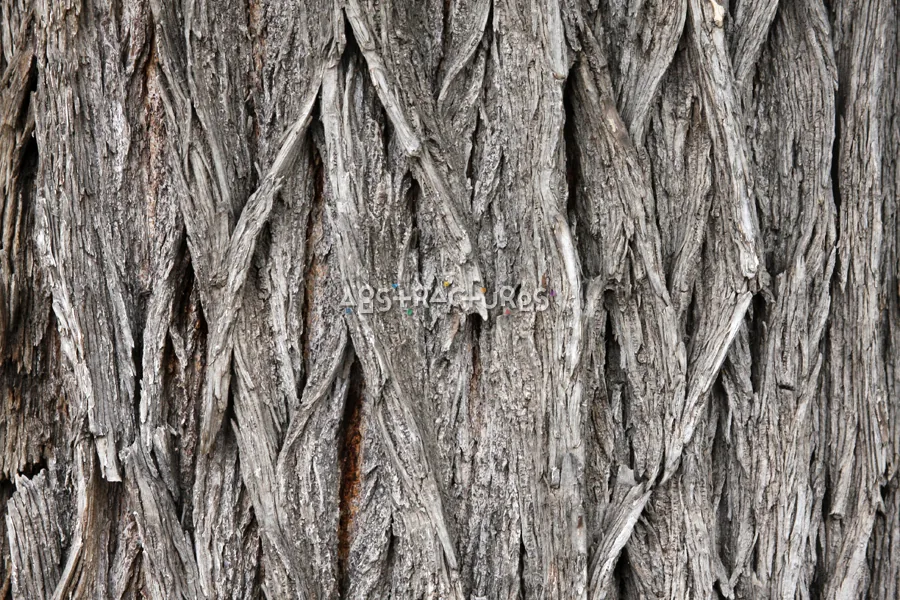 Wood Bark Abstract Texture Background — photographic texture 44 — 29