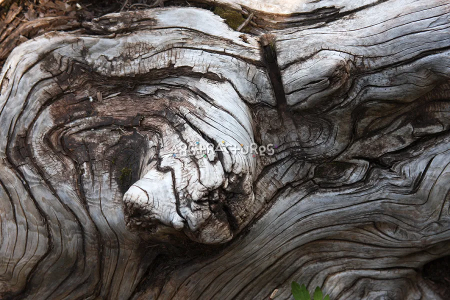 Wood Abstract Texture Background Image — photographic texture 42 — 31