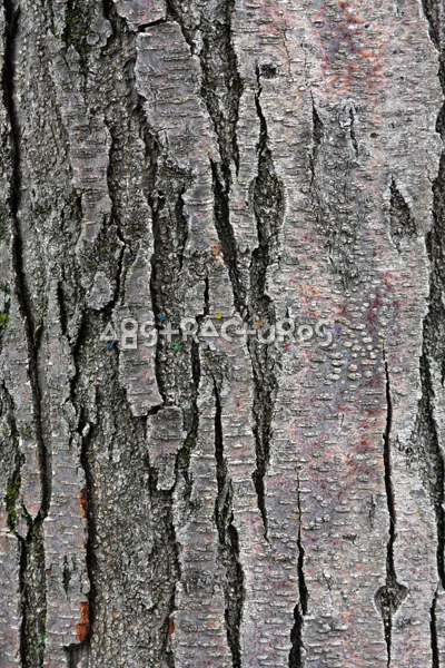 Wood Bark Abstract Texture Background — photographic texture 44 — 22