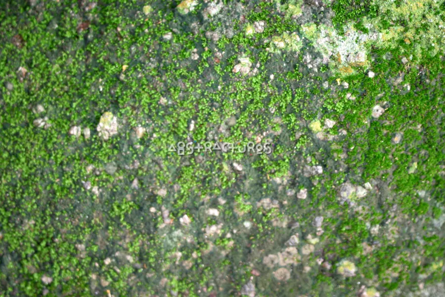Green Moss Abstract Texture Background — photographic texture 20 — 10