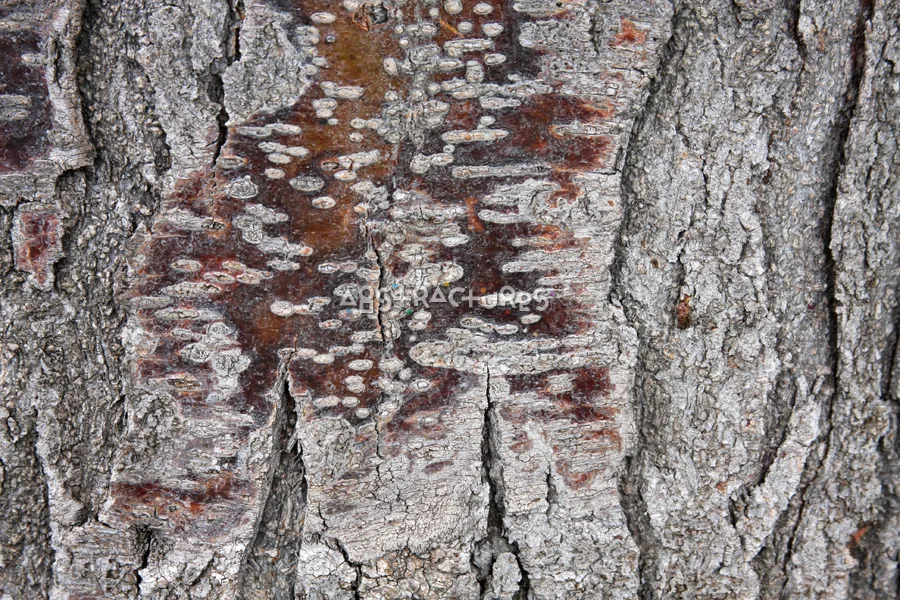 Wood Bark Abstract Texture Background — photographic texture 44 — 12