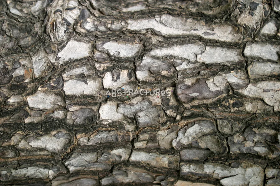 Tree Bark Closeup Wood Texture — photographic texture 15 — 34