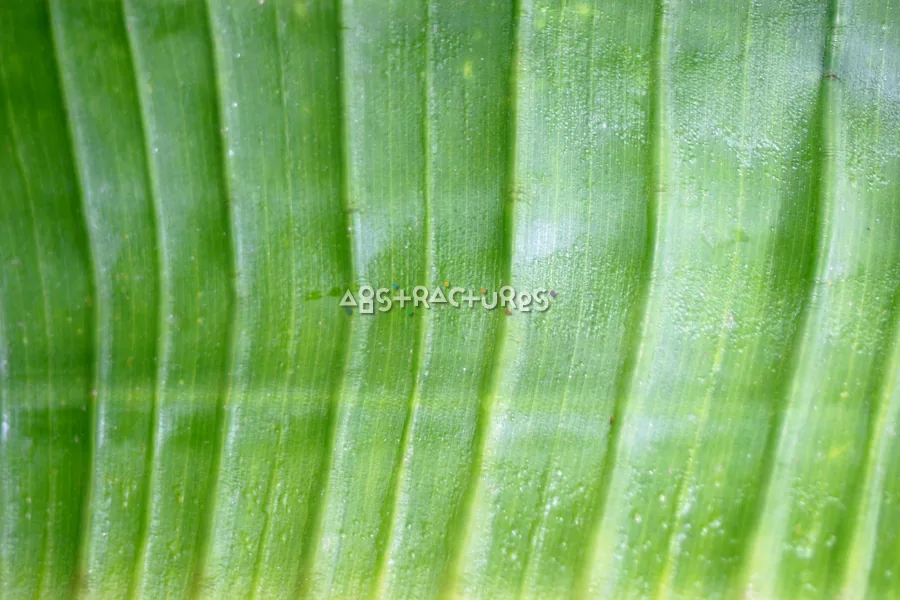 Green Leaf Abstract Texture Image — photographic texture 20 — 31
