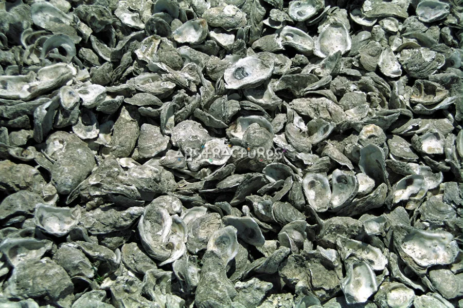 Oyster Shells Background Texture Image — photographic texture 04 — 26
