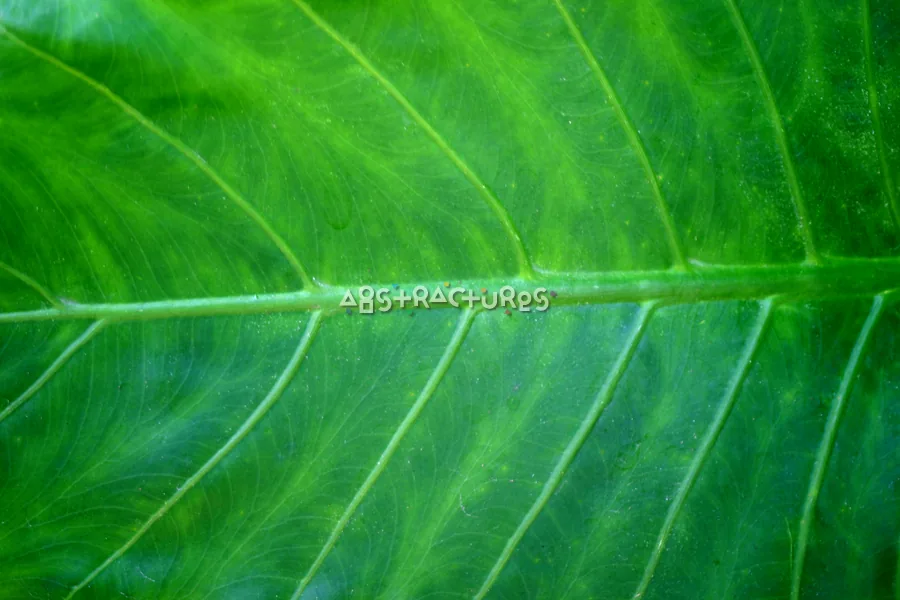 Green Leaf Abstract Texture Image — photographic texture 20 — 36