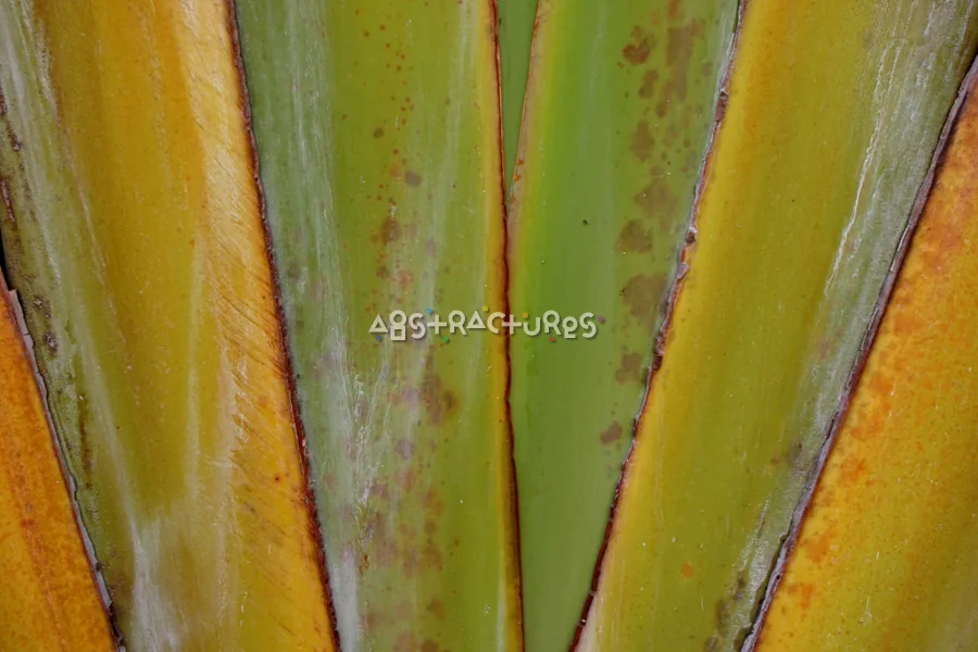 Green Tropical Plant Abstract Texture — photographic texture 20 — 20