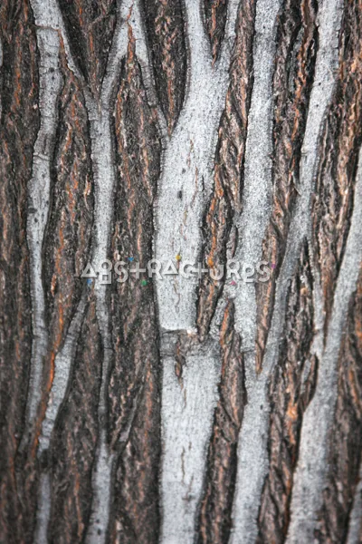 Wood Bark Abstract Texture Background — photographic texture 43 — 21