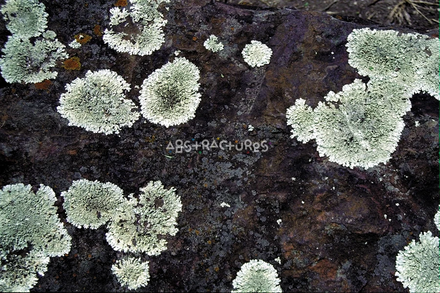 Black Stone Lichens Texture Background — photographic texture 04 — 03