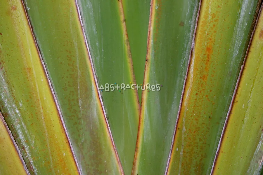 Tropical Plant Abstract Texture Image — photographic texture 20 — 37