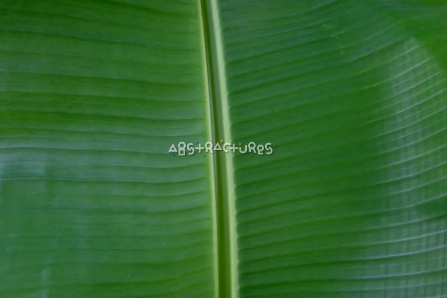 Green Leaf Abstract Texture Image — photographic texture 20 — 02