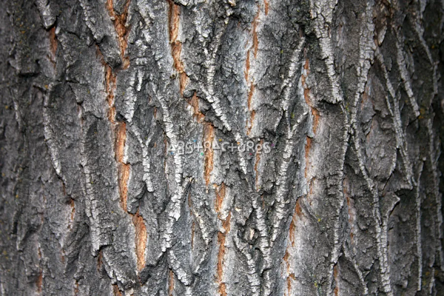 Wood Bark Abstract Texture Background — photographic texture 43 — 03