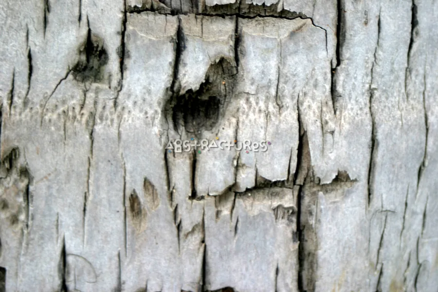 Coconut Tree Bark Wood Texture — photographic texture 15 — 19