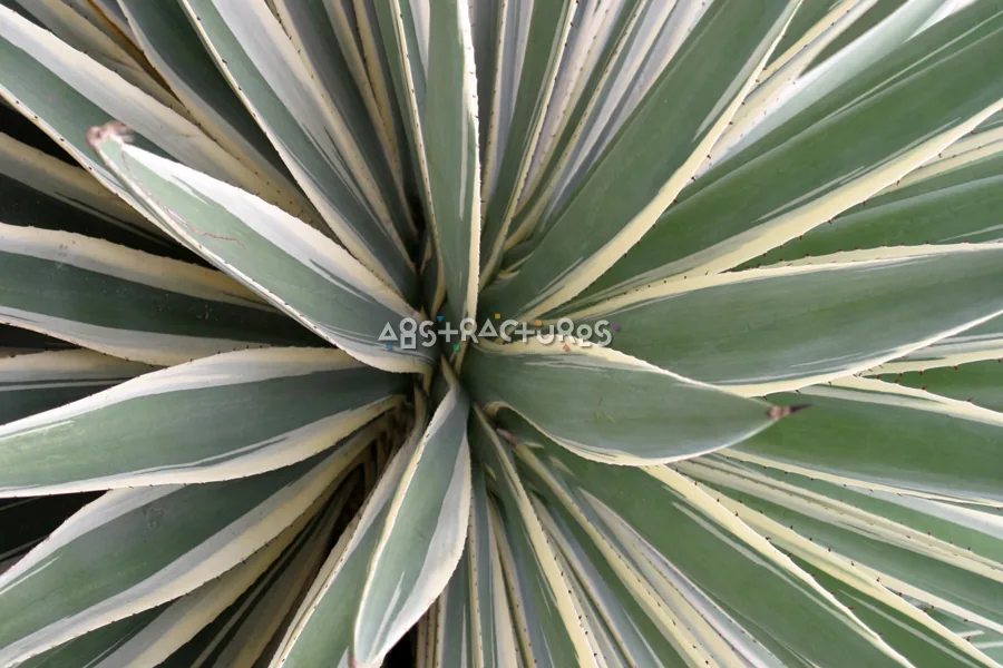 Tropical Plant Abstract Texture Image — photographic texture 20 — 39