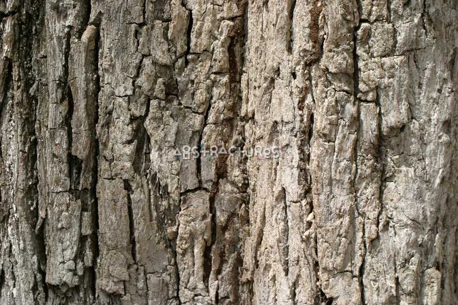 Brown Tree Bark Wood Texture — photographic texture 15 — 31