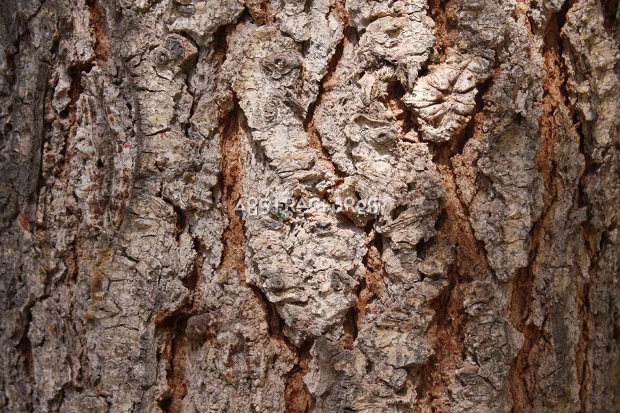 Wood Bark Abstract Texture Background — photographic texture 43 — 18