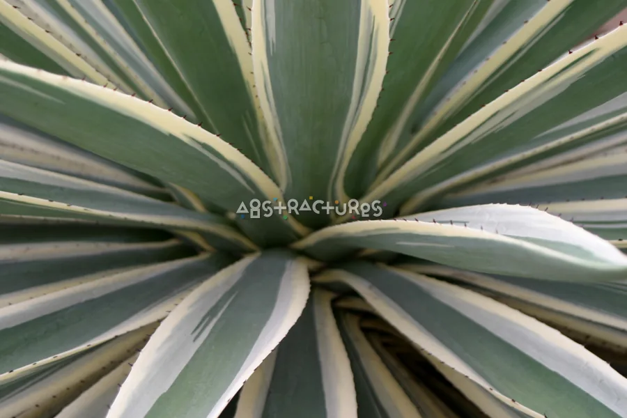 Green Yellow Tropical Plant Texture — photographic texture 20 — 17