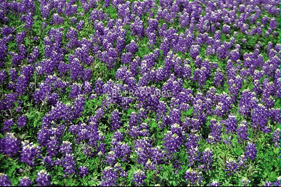 Texas Bluebonnets Natural Background Texture — photographic texture 04 — 10