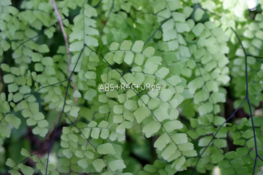 Green Leaves Abstract Texture Background — photographic texture 20 — 35
