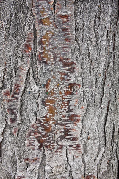 Wood Bark Abstract Texture Background — photographic texture 44 — 40