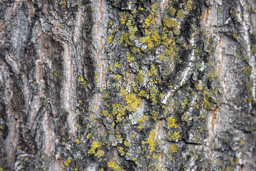 Wood Bark Abstract Texture Background — photographic texture 43 — 31