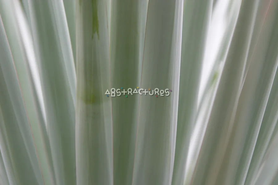Green Agave Abstract Texture Background — photographic texture 11 — 23