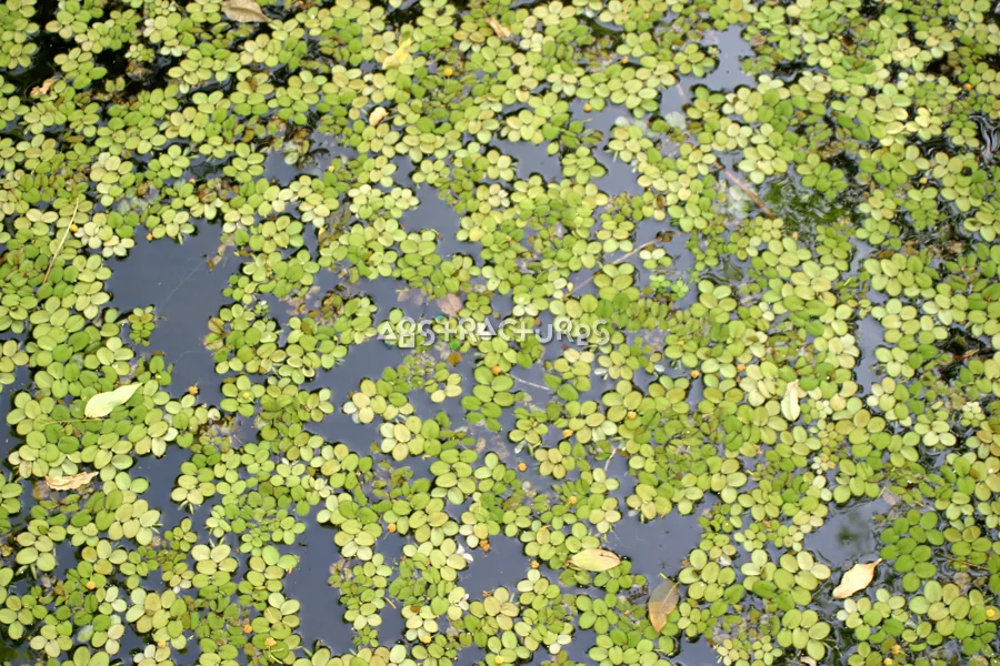 Green Plants in Pond Image — photographic texture 20 — 04