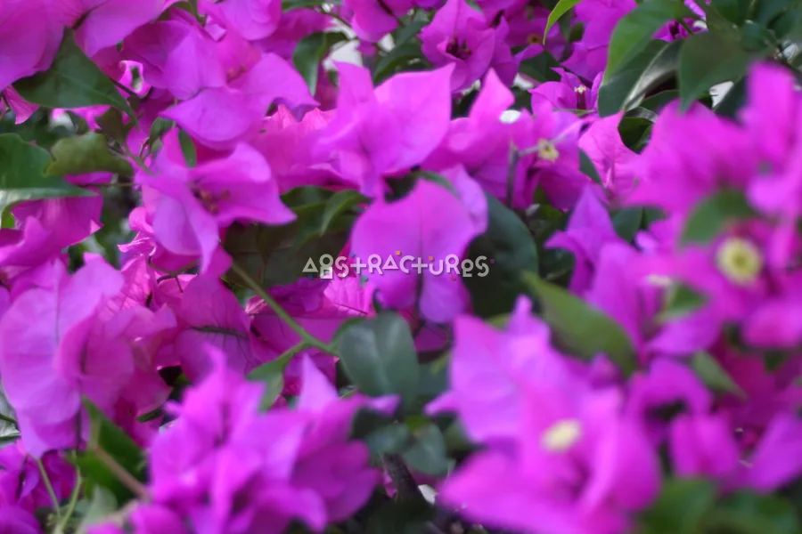 Purple Flowers Natural Texture Background — photographic texture 04 — 11