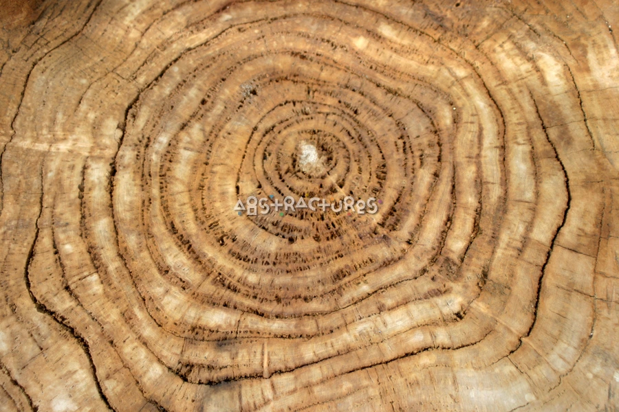 Circular Cross-section Wood Texture — photographic texture 16 — 28