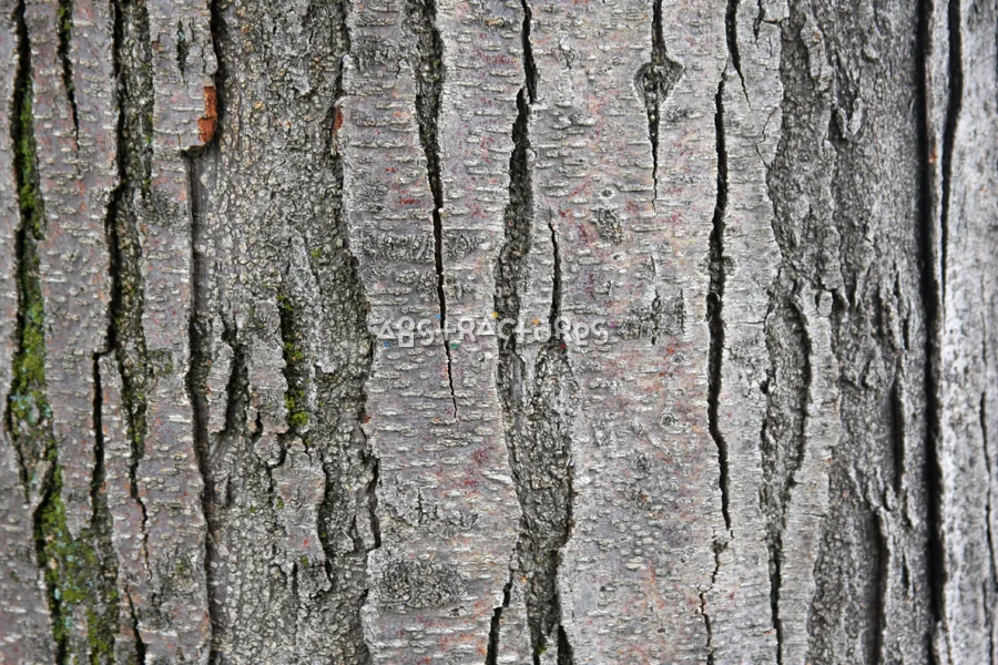 Wood Bark Abstract Texture Background — photographic texture 43 — 08