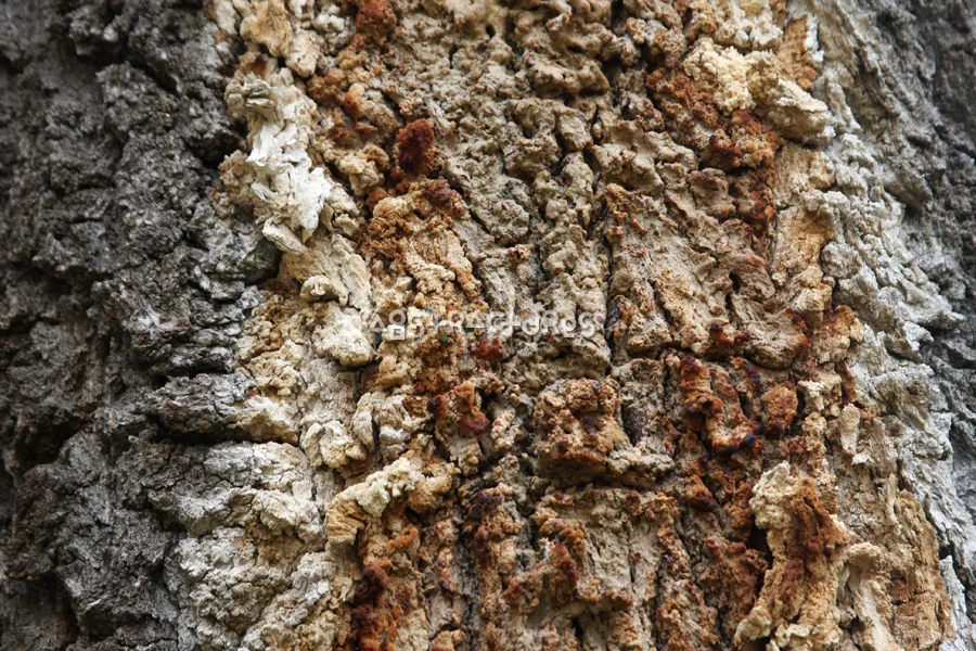 Wood Bark Abstract Texture Background — photographic texture 44 — 14