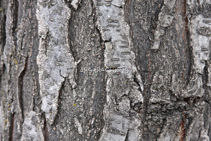 Wood Bark Abstract Texture Background — photographic texture 43 — 16