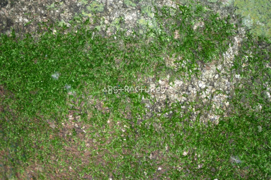 Green Moss Tropical Abstract Texture — photographic texture 20 — 19