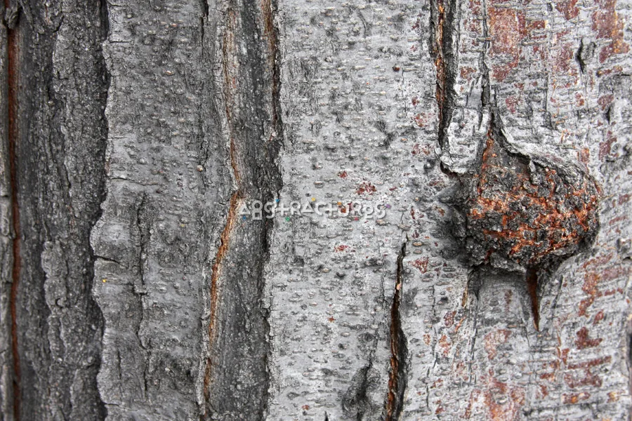 Wood Bark Abstract Texture Background — photographic texture 44 — 19