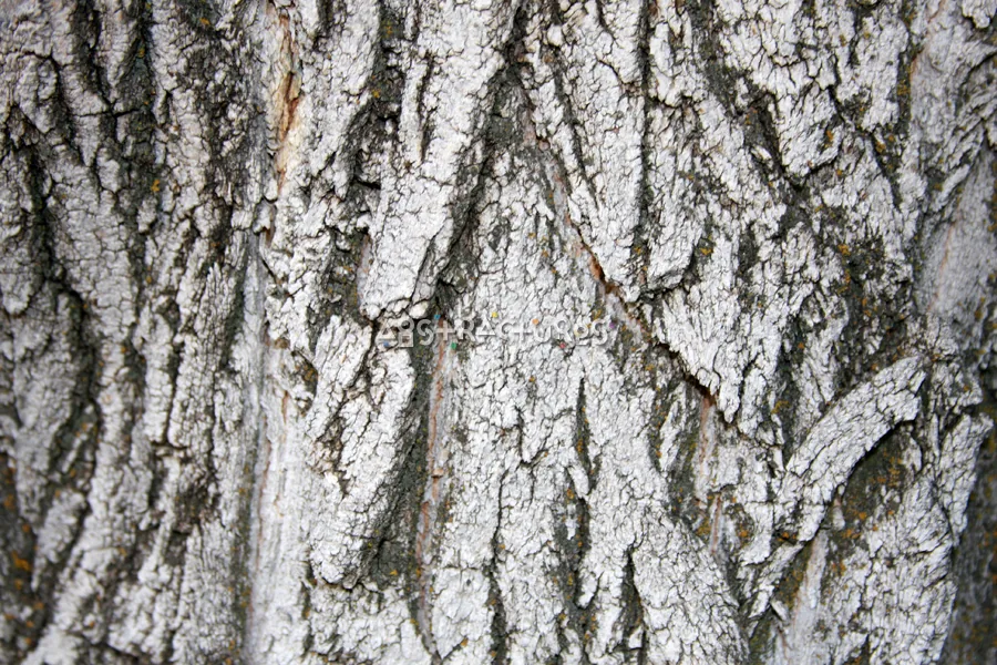 Wood Bark Abstract Texture Background — photographic texture 44 — 33