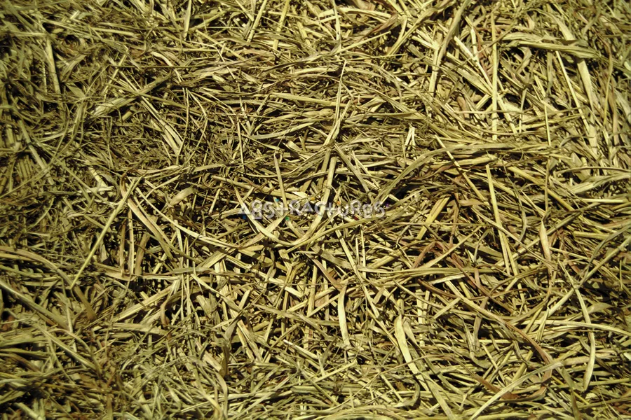 Tan Hay Background Texture Image — photographic texture 04 — 39