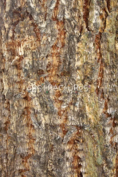 Wood Bark Abstract Texture Background — photographic texture 43 — 11