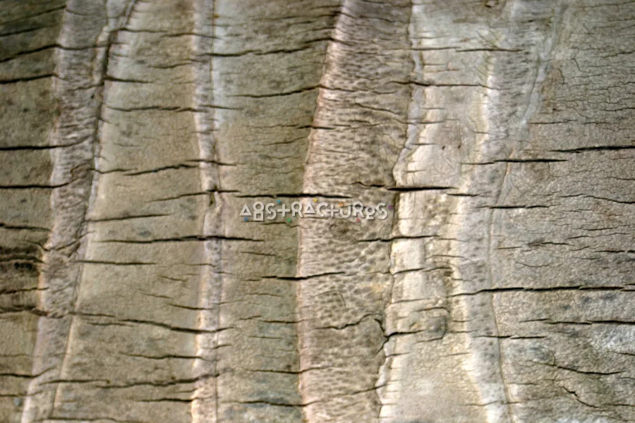 Coconut Tree Abstract Texture Background — photographic texture 15 — 05