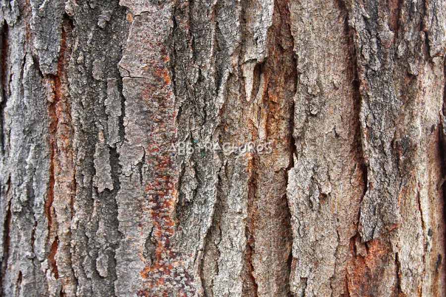 Wood Bark Abstract Texture Background — photographic texture 43 — 38