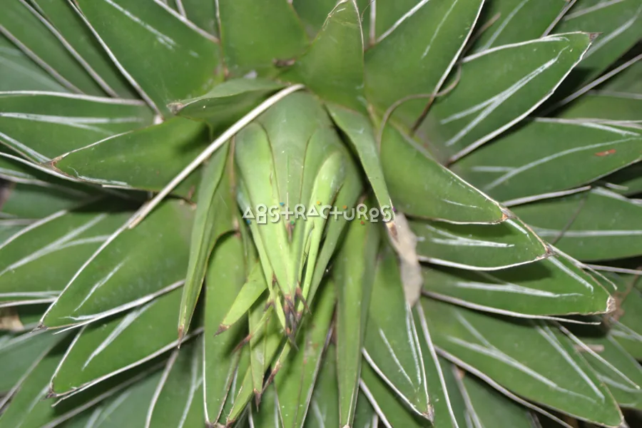Tropical Plant Abstract Texture Image — photographic texture 20 — 33