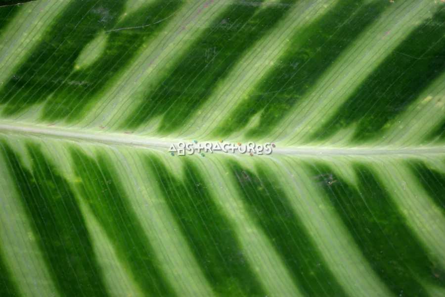Green Leaf Tropical Plant Texture — photographic texture 20 — 24