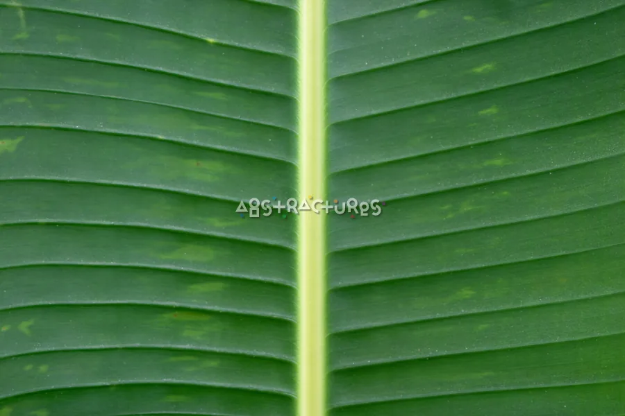 Green Leaf Abstract Texture Image — photographic texture 20 — 29