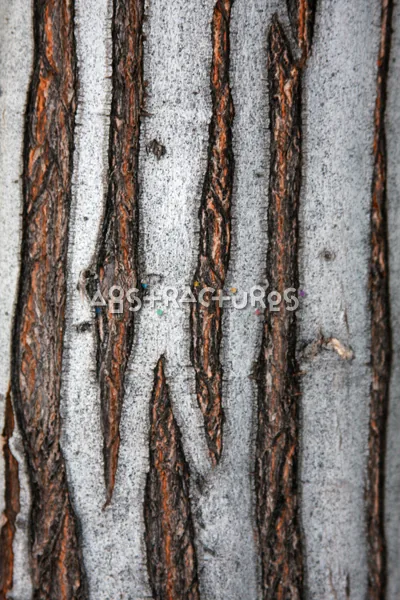 Wood Bark Abstract Texture Background — photographic texture 44 — 09
