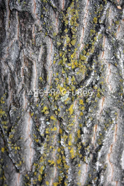 Wood Bark Abstract Texture Background — photographic texture 44 — 30