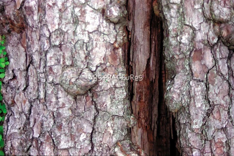 Brown Tree Bark Texture Background — photographic texture 04 — 22
