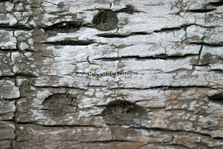 Palm Tree Bark Wood Texture — photographic texture 15 — 35