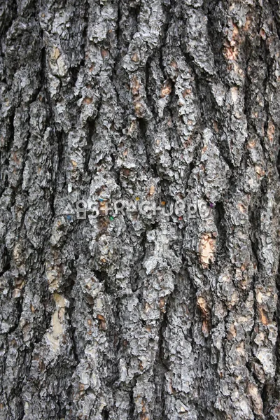 Wood Bark Abstract Texture Background — photographic texture 43 — 17