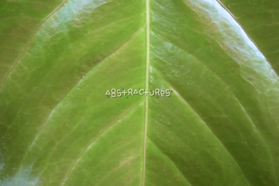 Green Leaf Abstract Texture Image — photographic texture 20 — 08