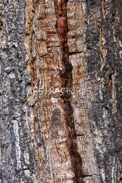 Wood Abstract Texture Background Image — photographic texture 41 — 17