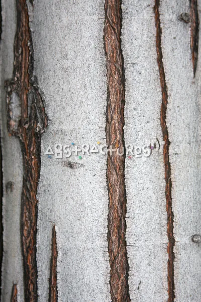 Wood Bark Abstract Texture Background — photographic texture 44 — 34
